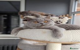 British Shorthair cats for stud: GCCF Champion Stud  in Derby - Image 5