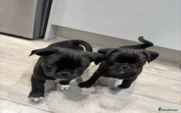 Pug dogs for sale: 🐾 Adorable 9-Week-Old Pug Puppies 🐾 - Image 5