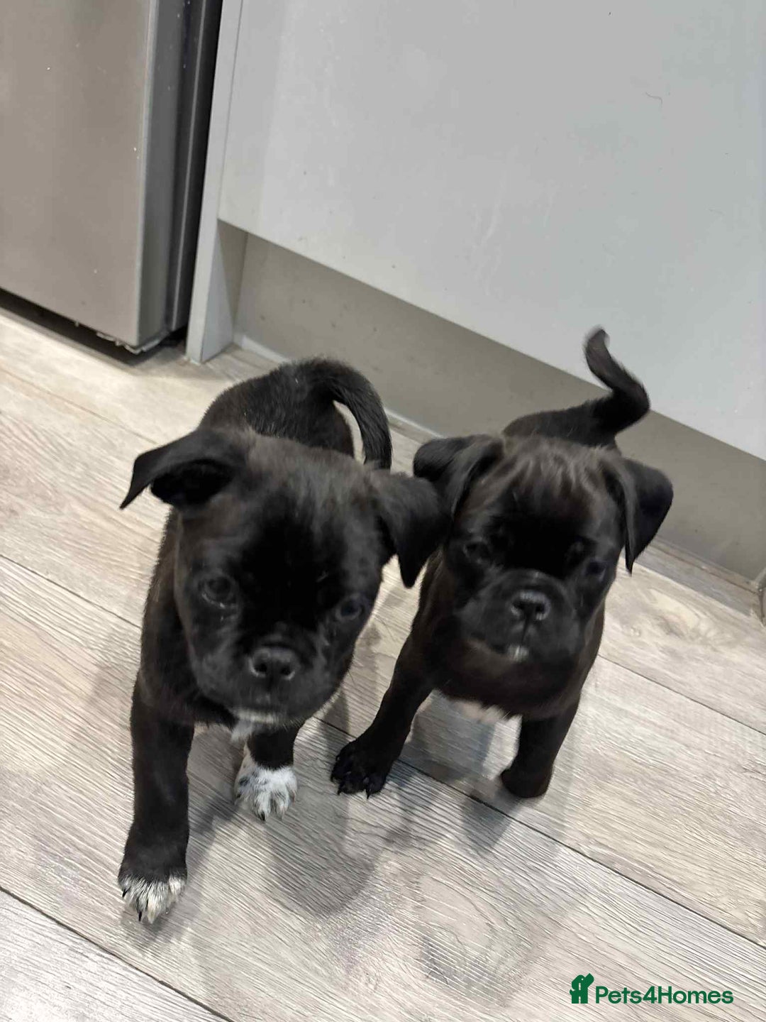 Pug dogs for sale: 🐾 Adorable 9-Week-Old Pug Puppies 🐾 - Image 5