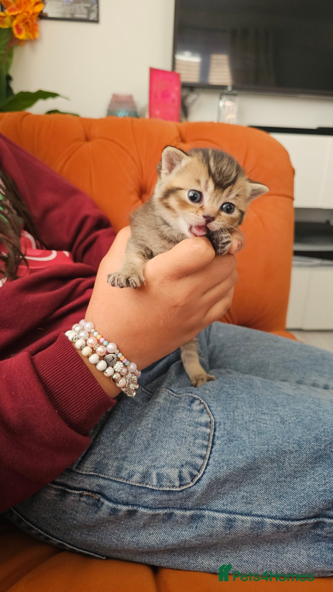 British Shorthair cats for sale: British shorthairs and Scottish straights - Advert 9