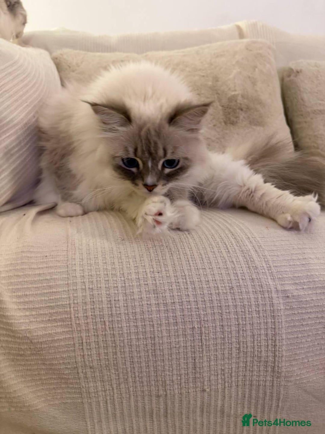 Siberian cats for sale: Rare Siberian Cats Available😻💯 - Advert 27