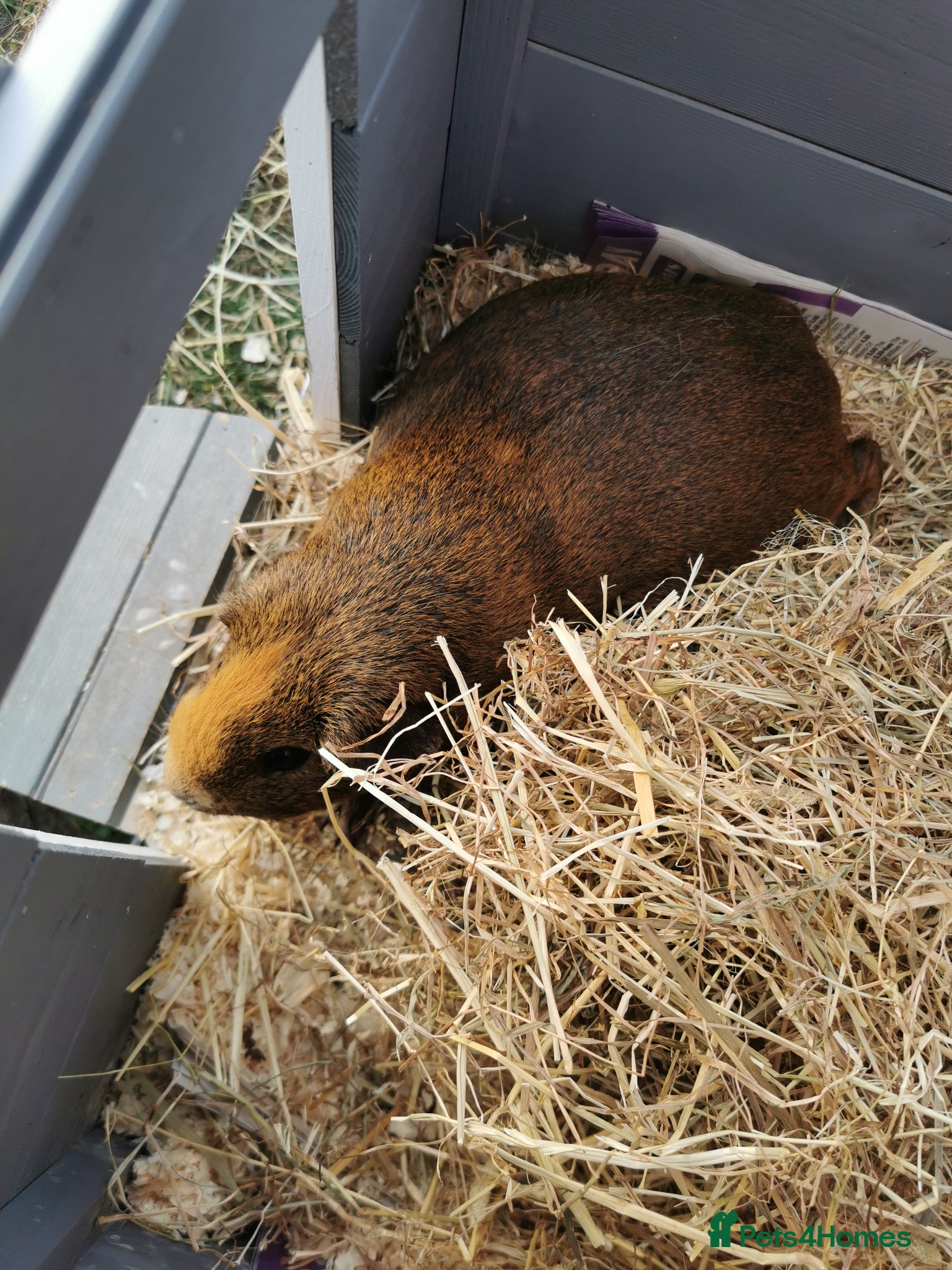 Guinea Pig rodents Guinea pig 4 years old - Advert 1