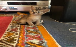 Abyssinian cats for sale: Beautiful Pedigree Abyssinian Kittens for sale in Blandford Forum - Image 15