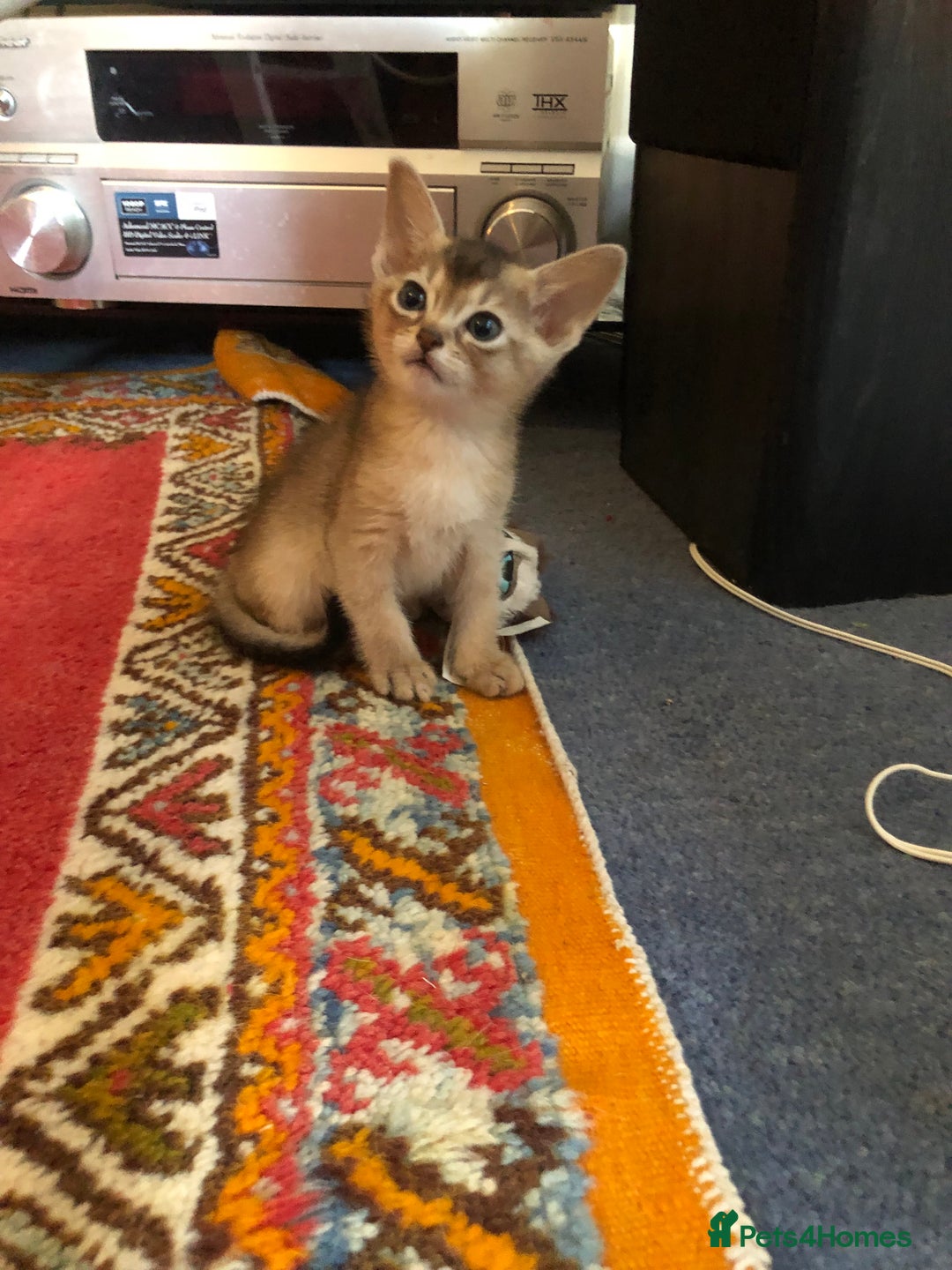 Abyssinian cats for sale: Beautiful Pedigree Abyssinian Kittens for sale in Blandford Forum - Image 15