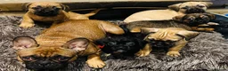 Mixed Breed dogs for sale: Beautiful puppies  - Advert 5