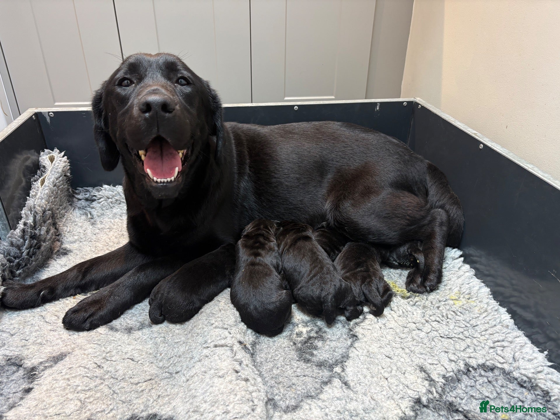 Labrador Retriever dogs KC Black Labradors - show type  - Advert 9