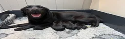 Labrador Retriever dogs for sale: KC Black Labradors - show type  - Advert 1