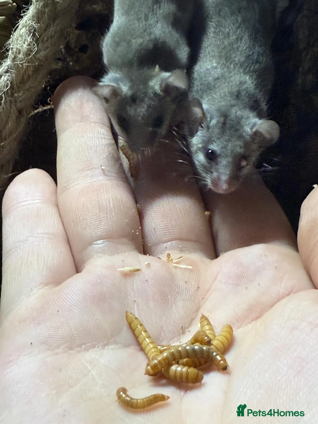 Mouse rodents for sale: Micro squirrels (African Pygmy dormice) in Grimsby - Advert 3