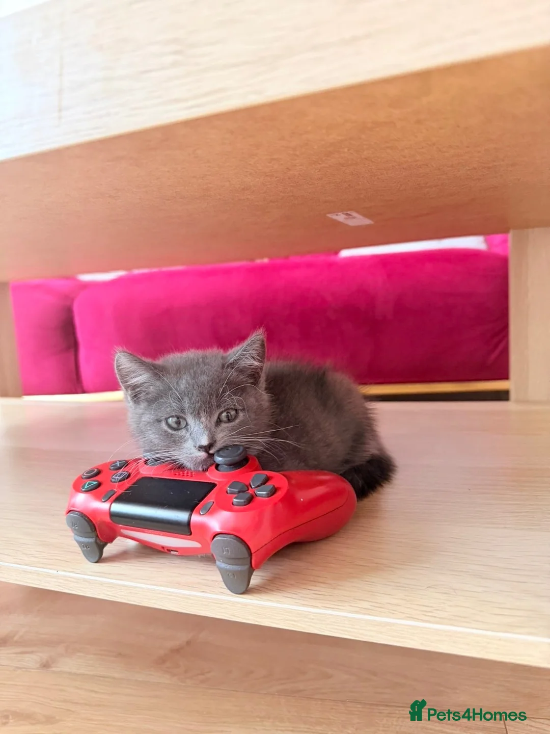 British Shorthair cats for sale: Fluffy Grey & White Mixed British Shorthair Kitten - Advert 7