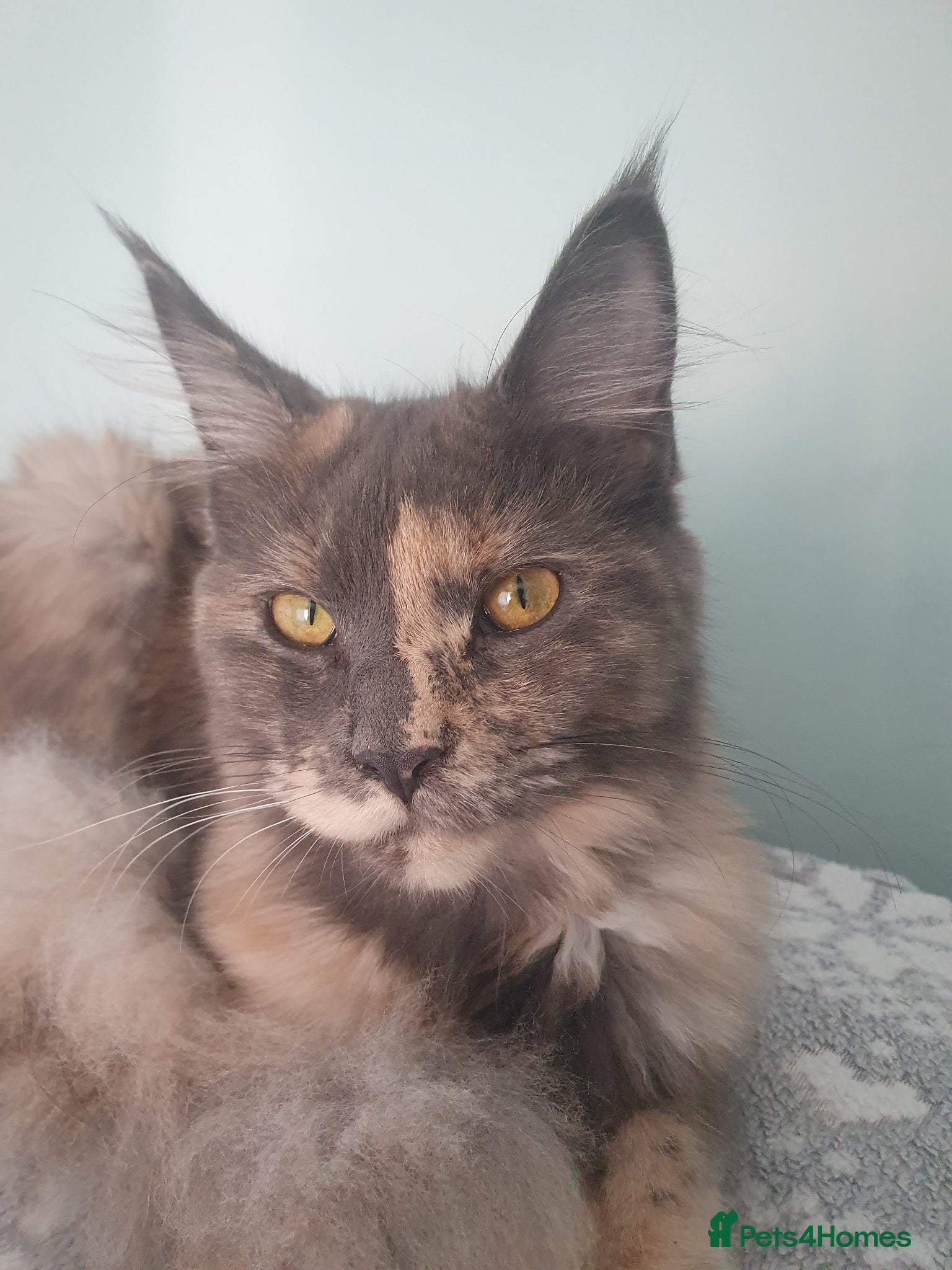 Maine Coon cats 9 mth old maine coon female - Advert 1