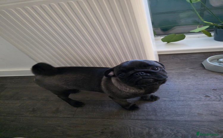 Pug dogs - Advert 1