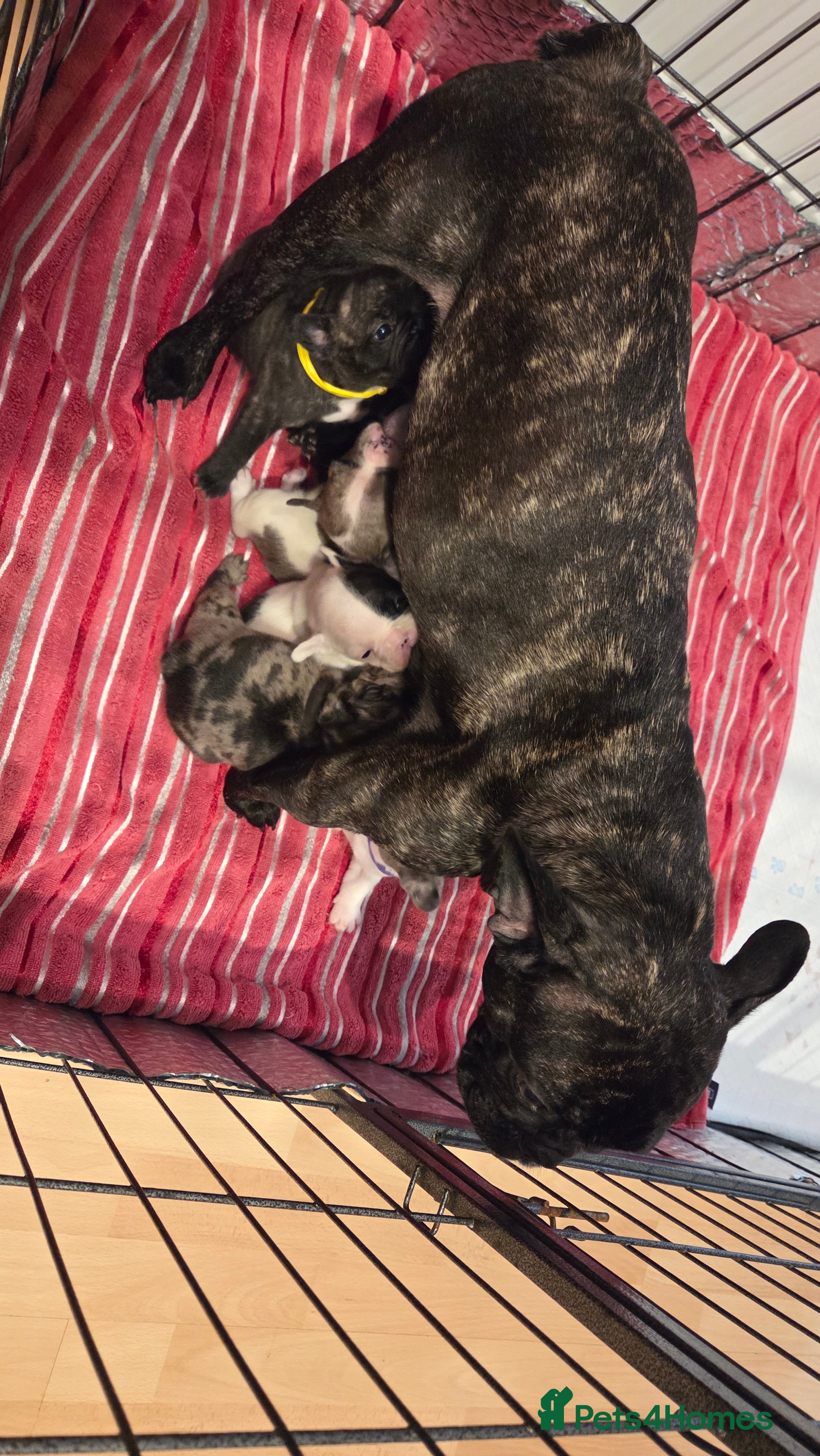 French Bulldog dogs Adorable French Bulldog puppies  - Advert 15