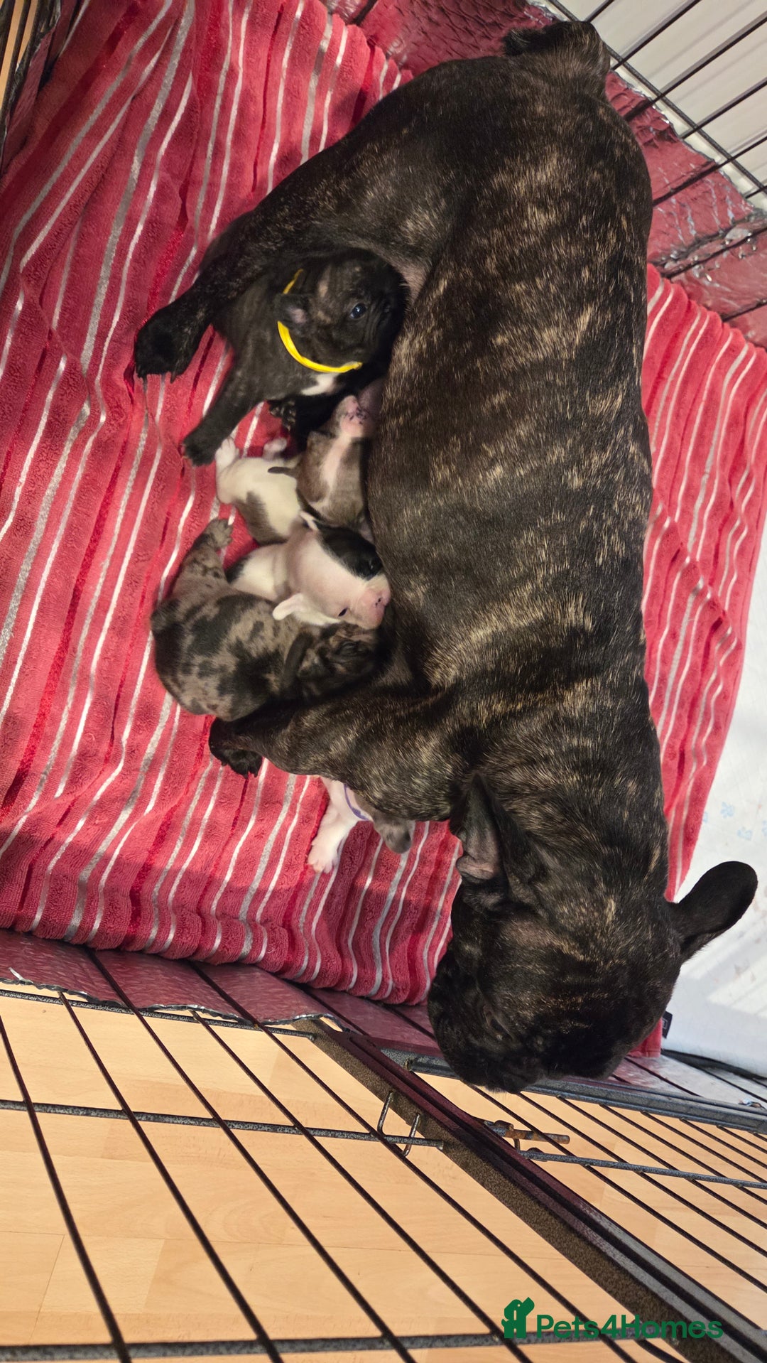 French Bulldog dogs for sale: Adorable French Bulldog puppies  - Advert 1