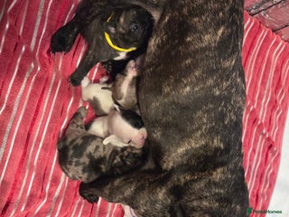 French Bulldog dogs Adorable French Bulldog puppies - Advert 1