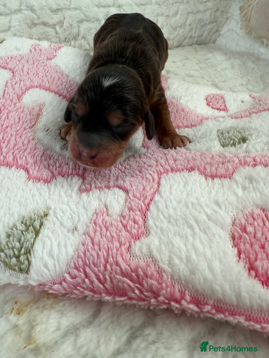 Cockapoo dogs for sale: Ready Dec 20th. Fully dna & health tested clear - Image 17