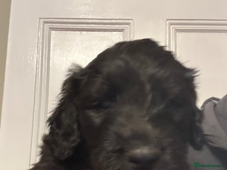 Labradoodle dogs Adorable Home-Raised F2B Labradoodle Puppies - Advert 14