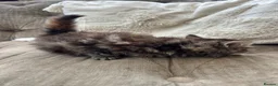 Mixed Breed cats for sale: Long haired female kittens  - Advert 16