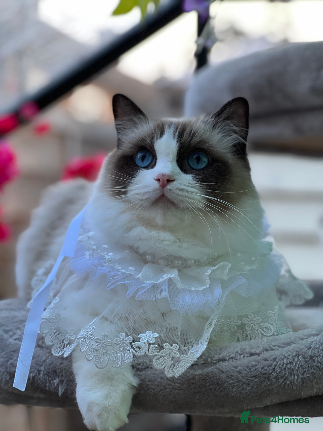 Ragdoll cats for sale: TICA Registered EU famous R bloodline  - Image 7