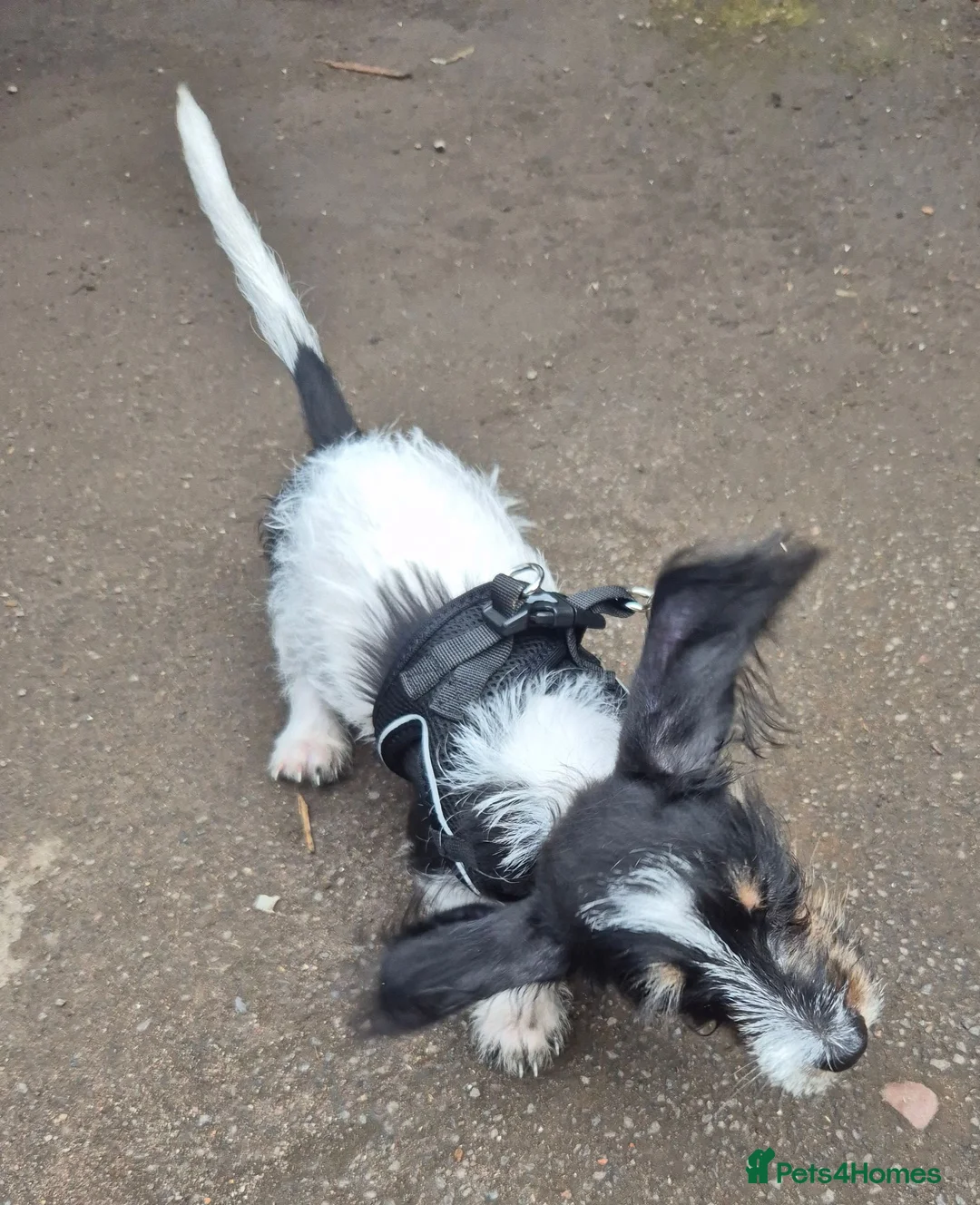Jackshund dogs for sale: JACK RUSSEL X DACHSHUND PUPPY - KISSES ON COMMAND - Advert 2