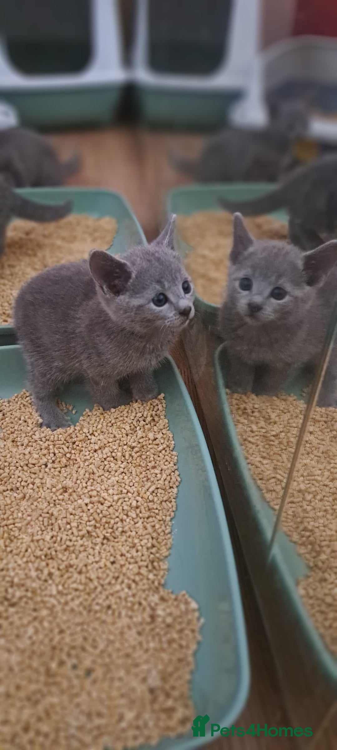 Russian Blue cats for sale: TICA Russian Blue Kittens Pedigree - Image 7