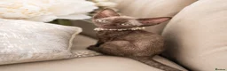 Devon Rex cats for sale: READY NOW 3 stunning Devon Rex Boys Available GCCF - Advert 8