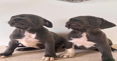Staffordshire Bull Terrier dogs - Advert 3
