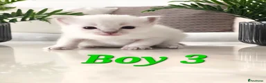 Ragdoll Kitten Boy 3