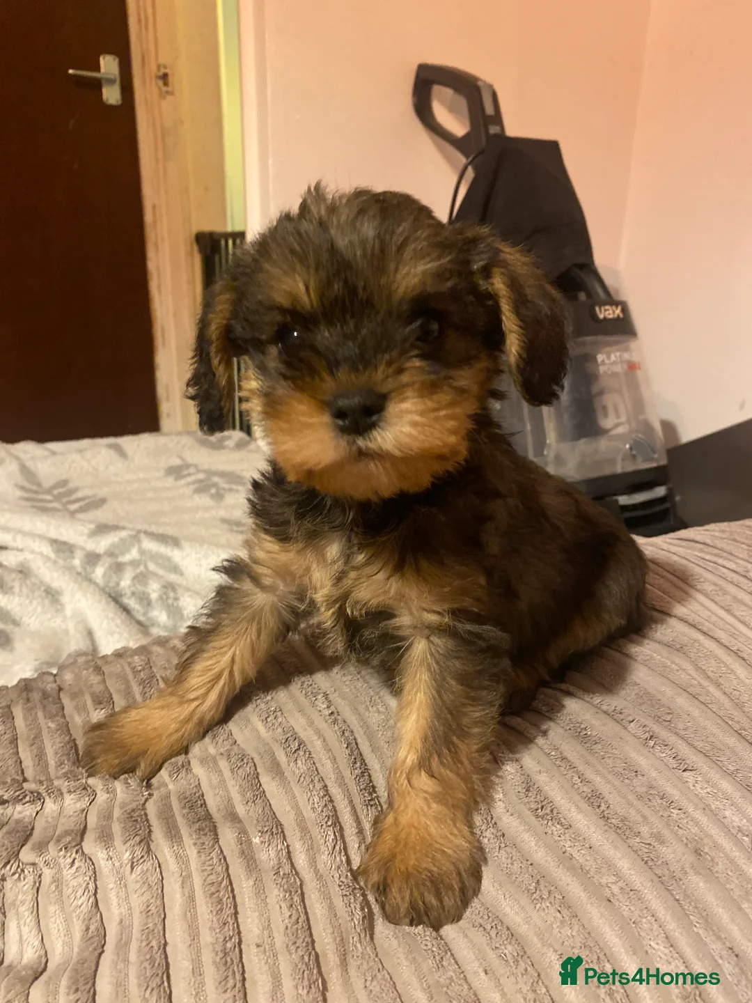 Mixed Breed dogs for sale: Miniature schnoodle puppies  - Advert 4