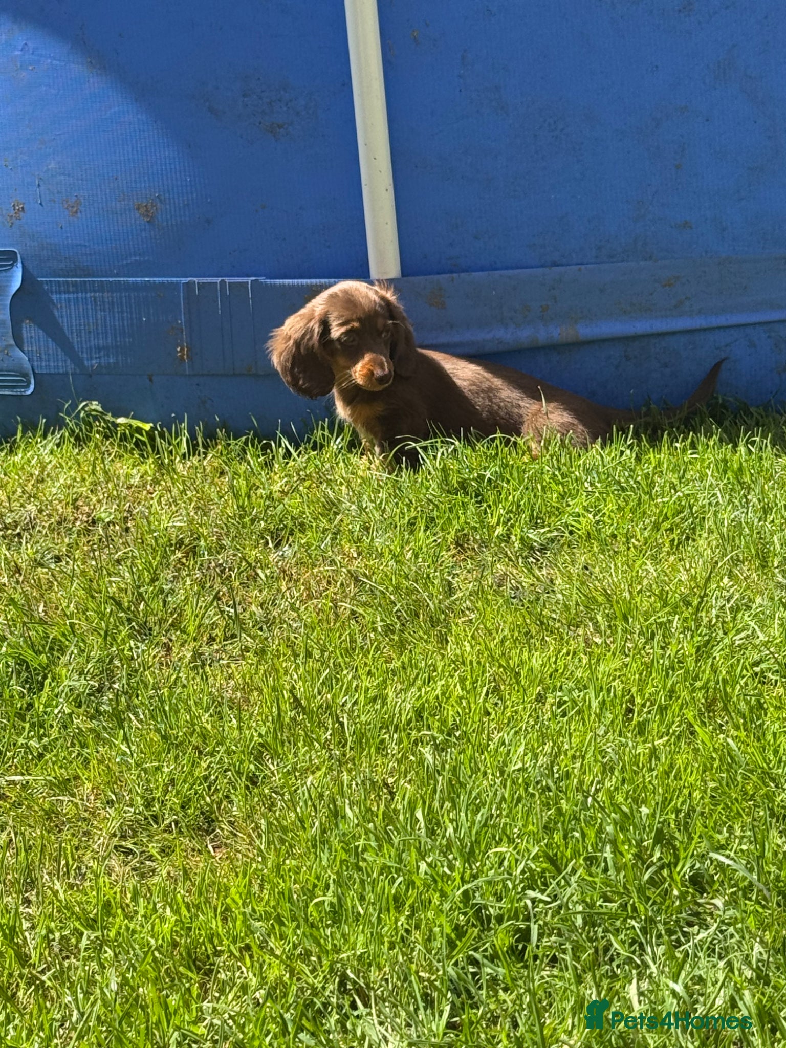 Miniature Dachshund dogs for sale: Miniature Long hair dachshund puppies  - Advert 11