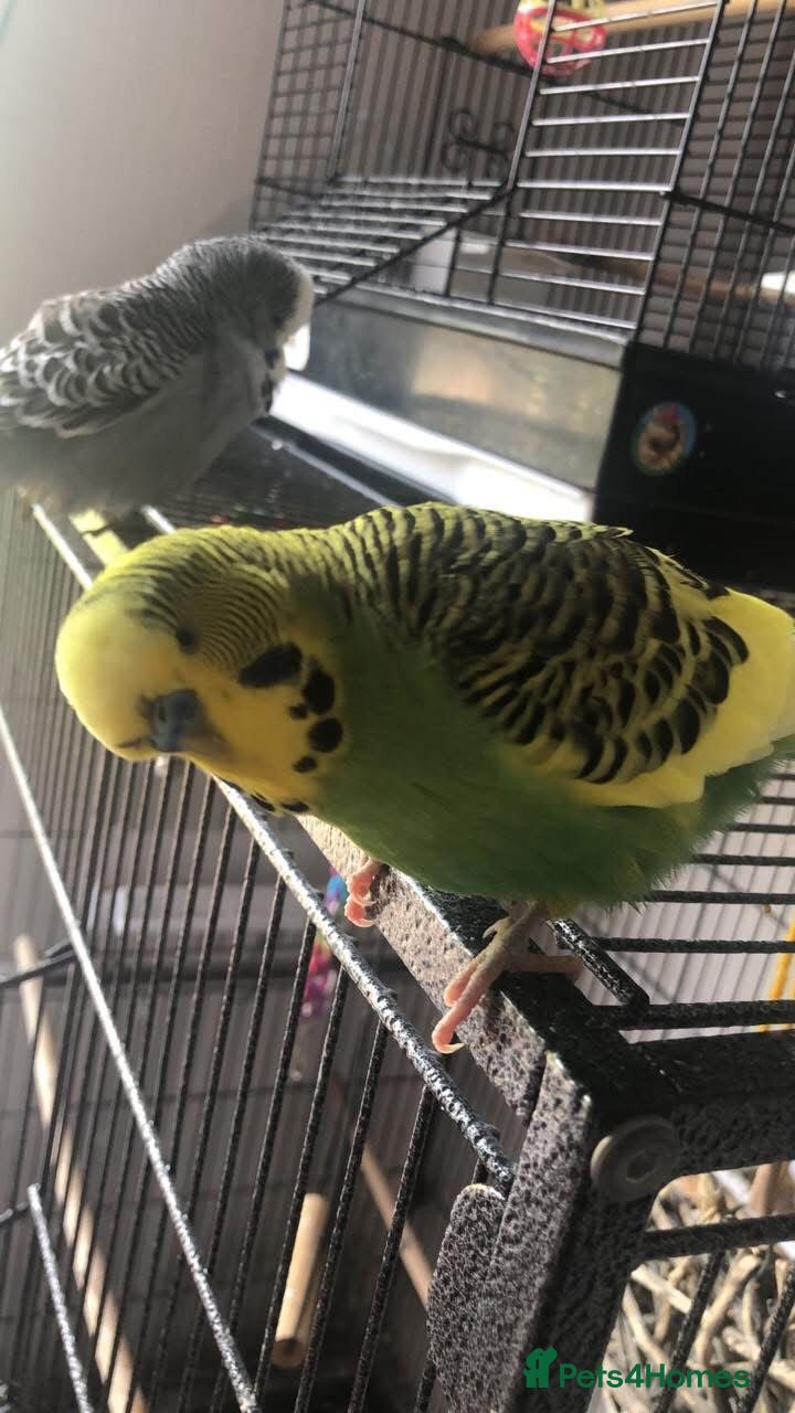 Budgerigars birds Free budgies - Advert 2
