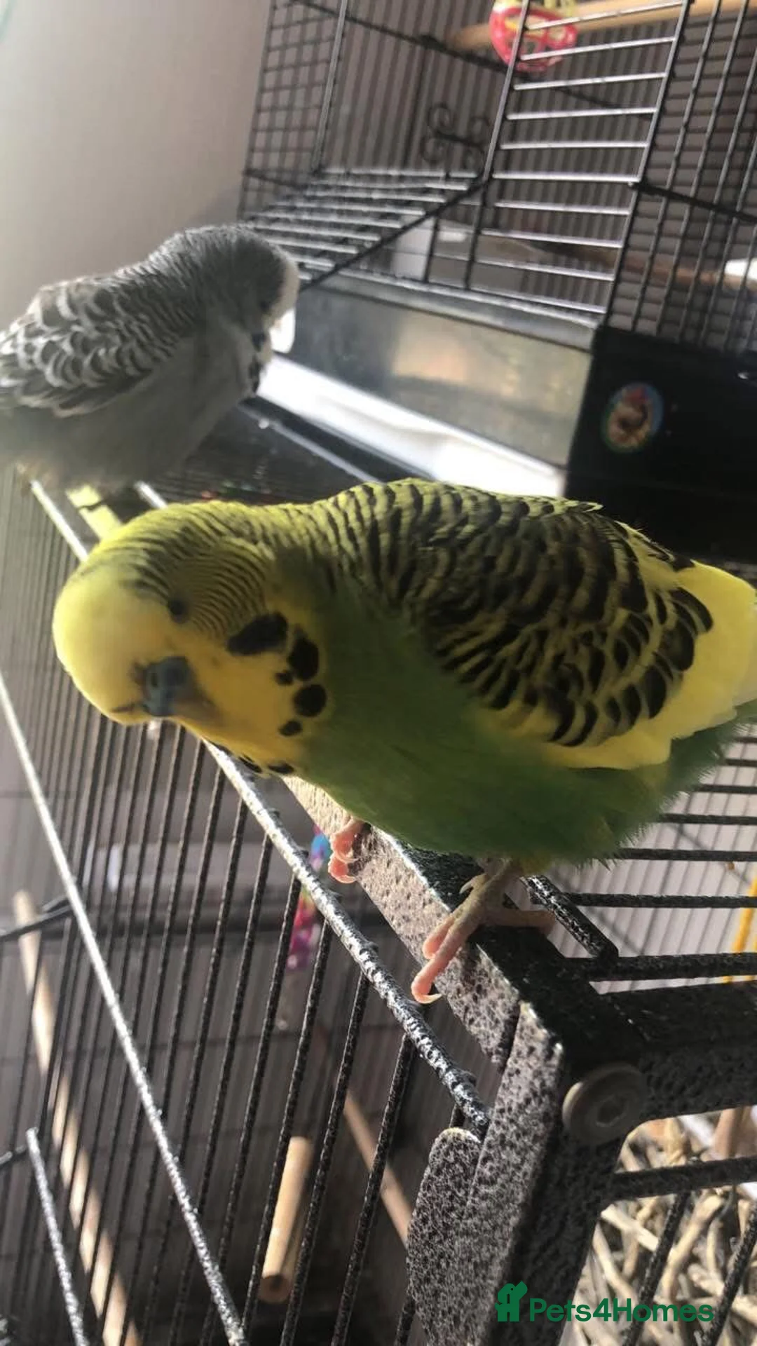 Budgerigars birds for sale: Free budgies in Bridgnorth - Advert 1