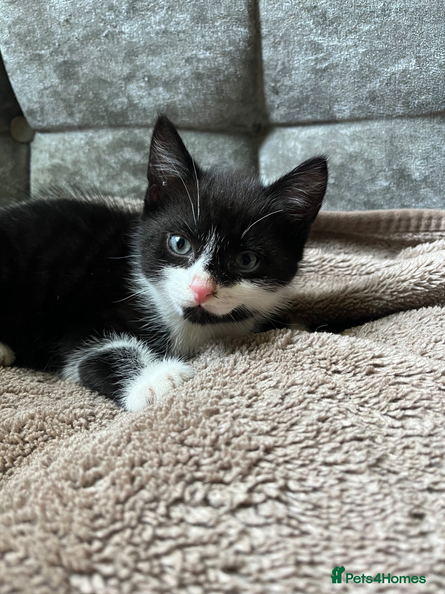 Mixed Breed cats Black and white kitten available  - Advert 1