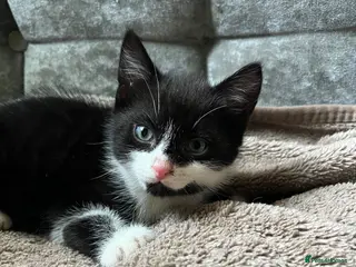Mixed Breed cats Black and white kitten available - Advert 1