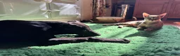 Mixed Breed dogs for sale: Whippet puppies for sale. - Advert 9