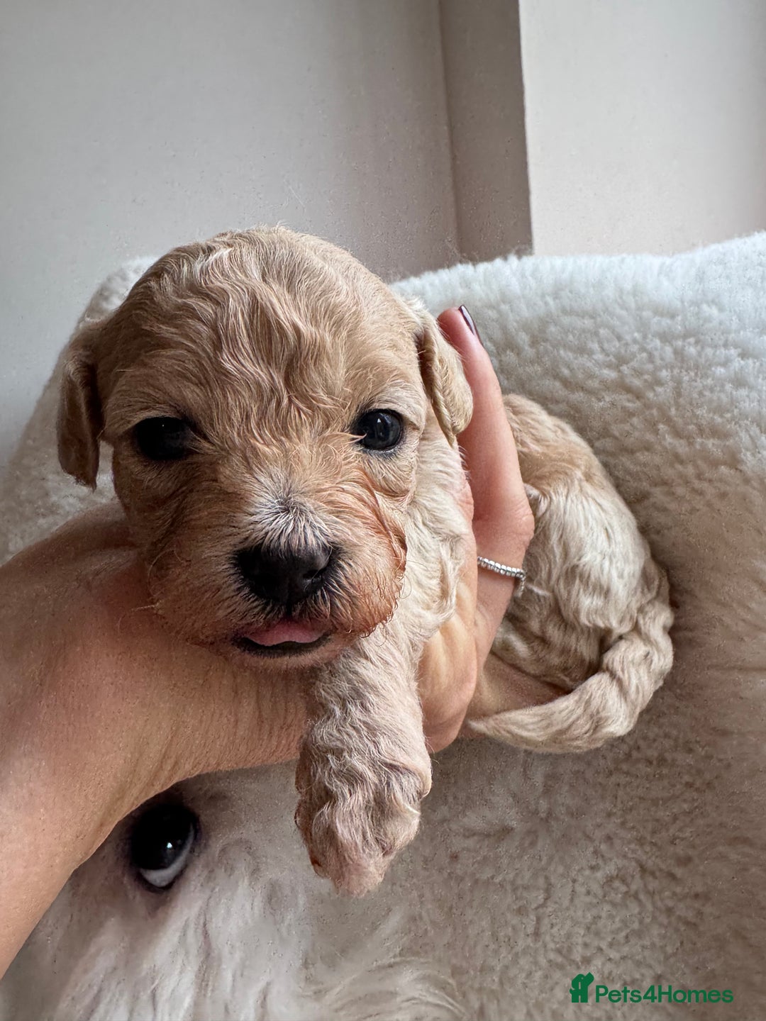 Maltipoo dogs for sale: TINY MALTIPOO PUPPIES - Advert 7