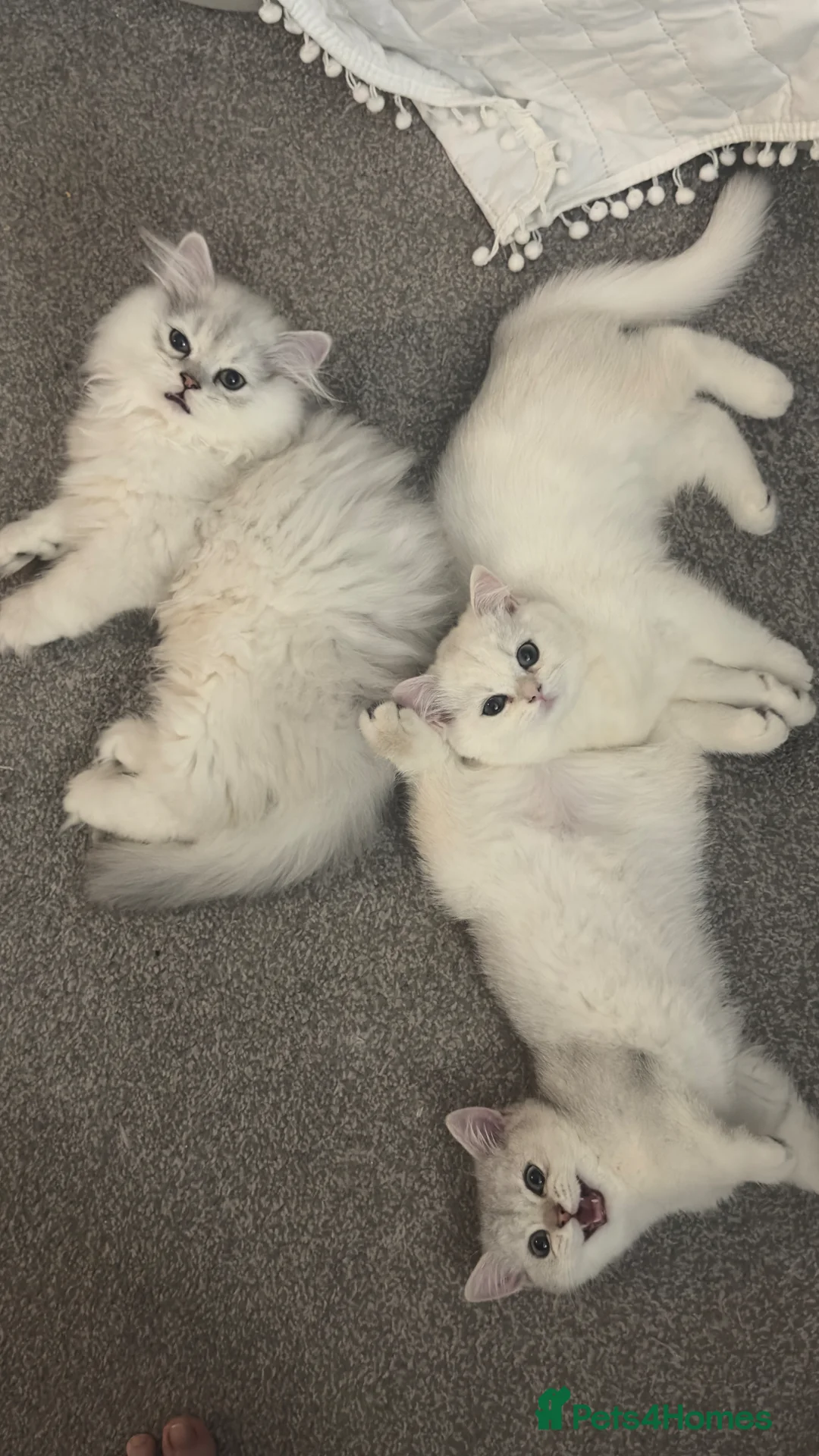 British Longhair cats for sale: 🐾 British Longhair and Shorthair Kittens - Advert 2