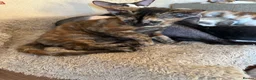 Mixed Breed cats for sale: Crossed Peterbald  - Advert 13