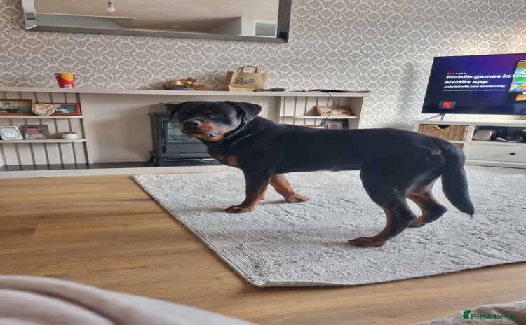 Rottweiler dogs - Advert 1