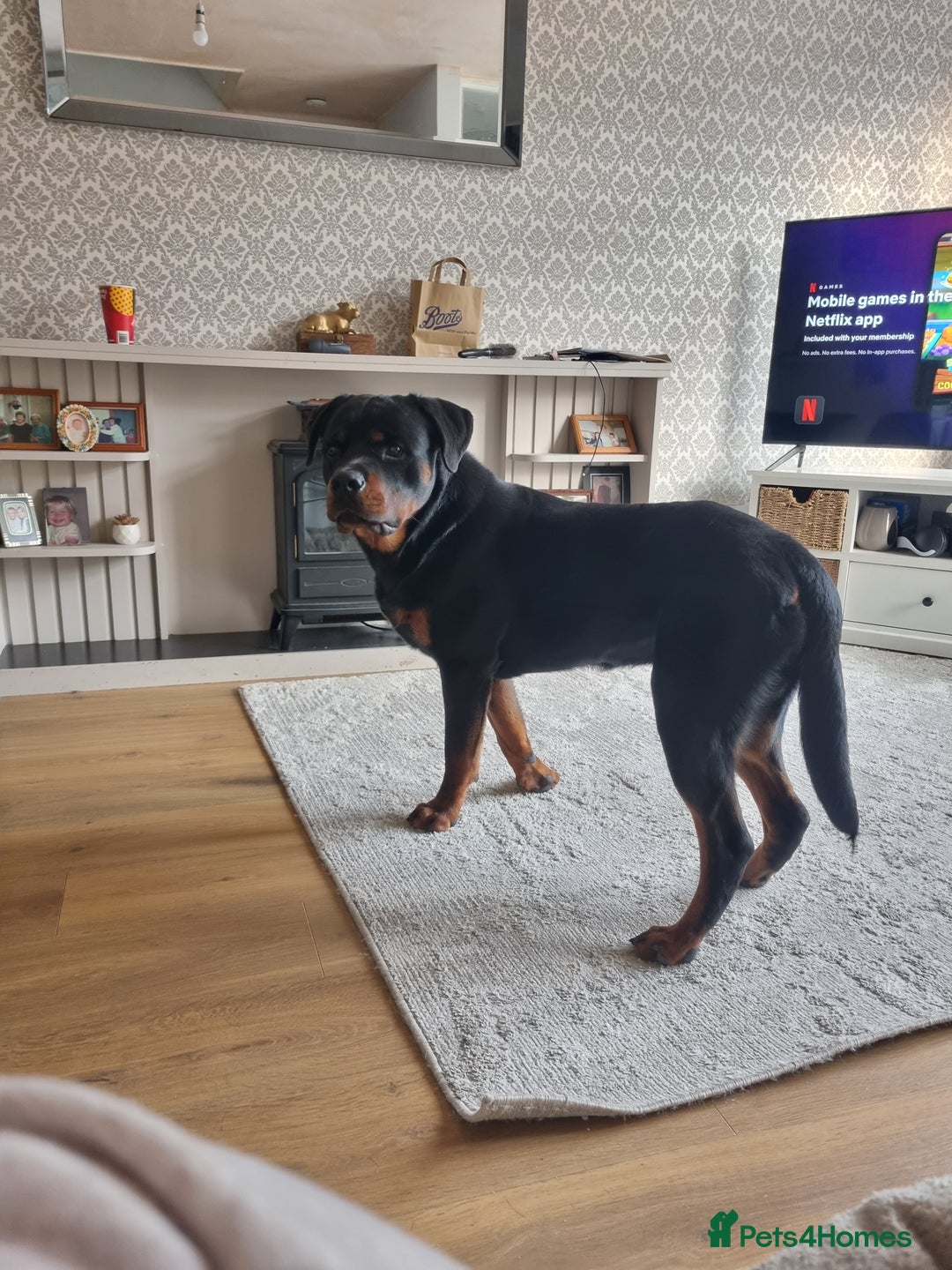 Rottweiler dogs for sale: 1 year old male rottweiler Zeus - Image 1