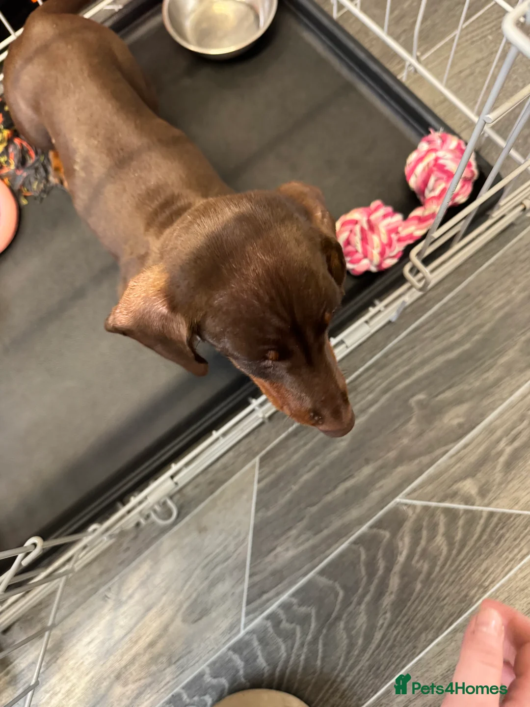Miniature Dachshund dogs for sale: Lilly miniature dachshund  - Advert 4