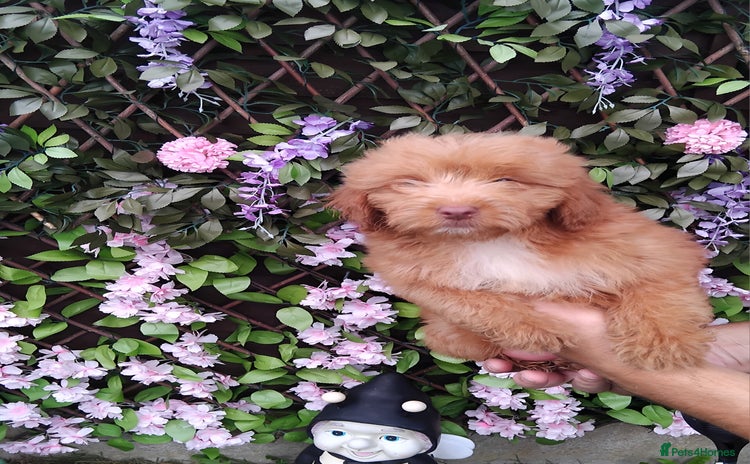 Cavachon dogs - Advert 7