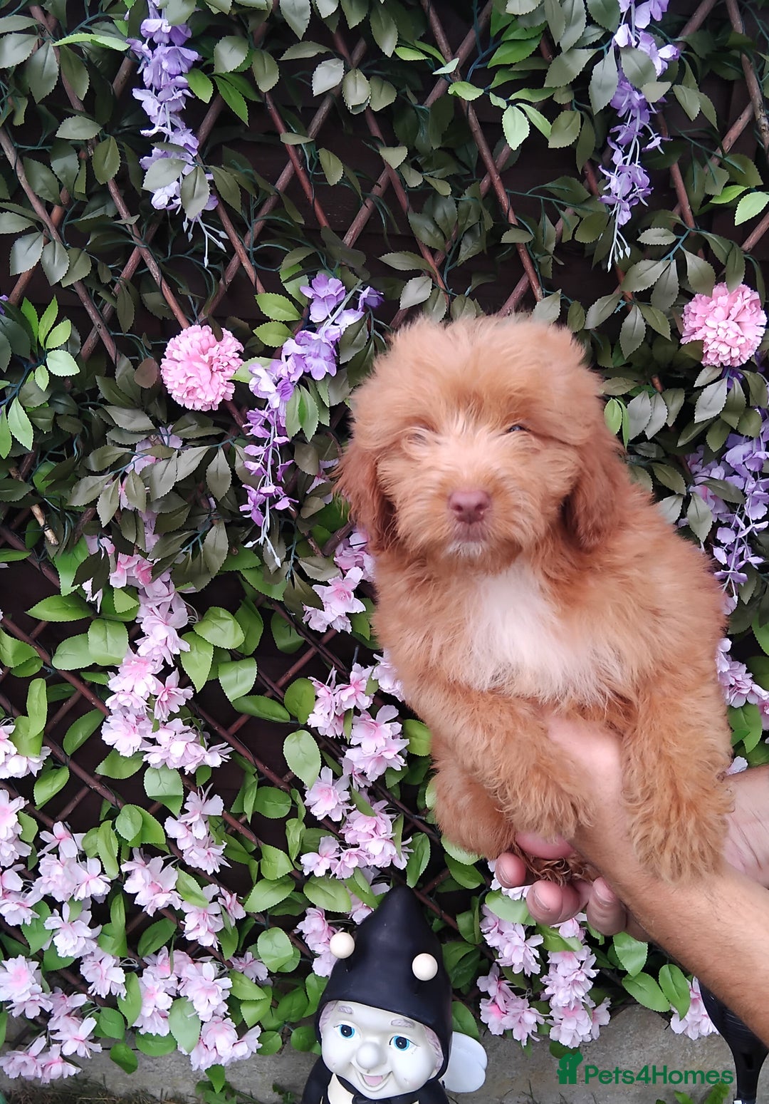 Cavachon dogs for sale: Beautiful golden cavapoochons puppies  - Image 2