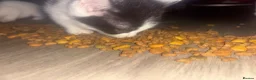 Mixed Breed cats for sale: Beautiful kittens looking for there forever home  - Advert 5