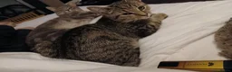 Mixed Breed cats for sale: Lovely 4-Month-Old Kitten Looking for Home - Advert 1