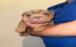 English Bulldog dogs for sale: 2 Top quality English bulldogs - Image 4