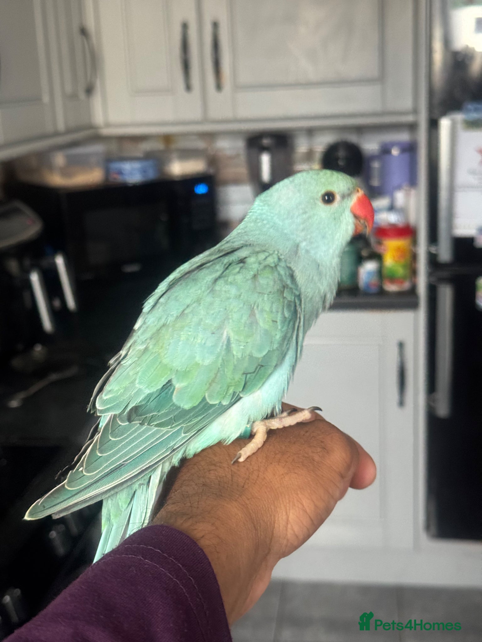 Parrots birds Handreared Indian Ringneck & Quaker Parrots - Advert 1