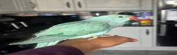 Parrots birds for sale: Handreared Indian Ringneck & Quaker Parrots in Whitby - Advert 1
