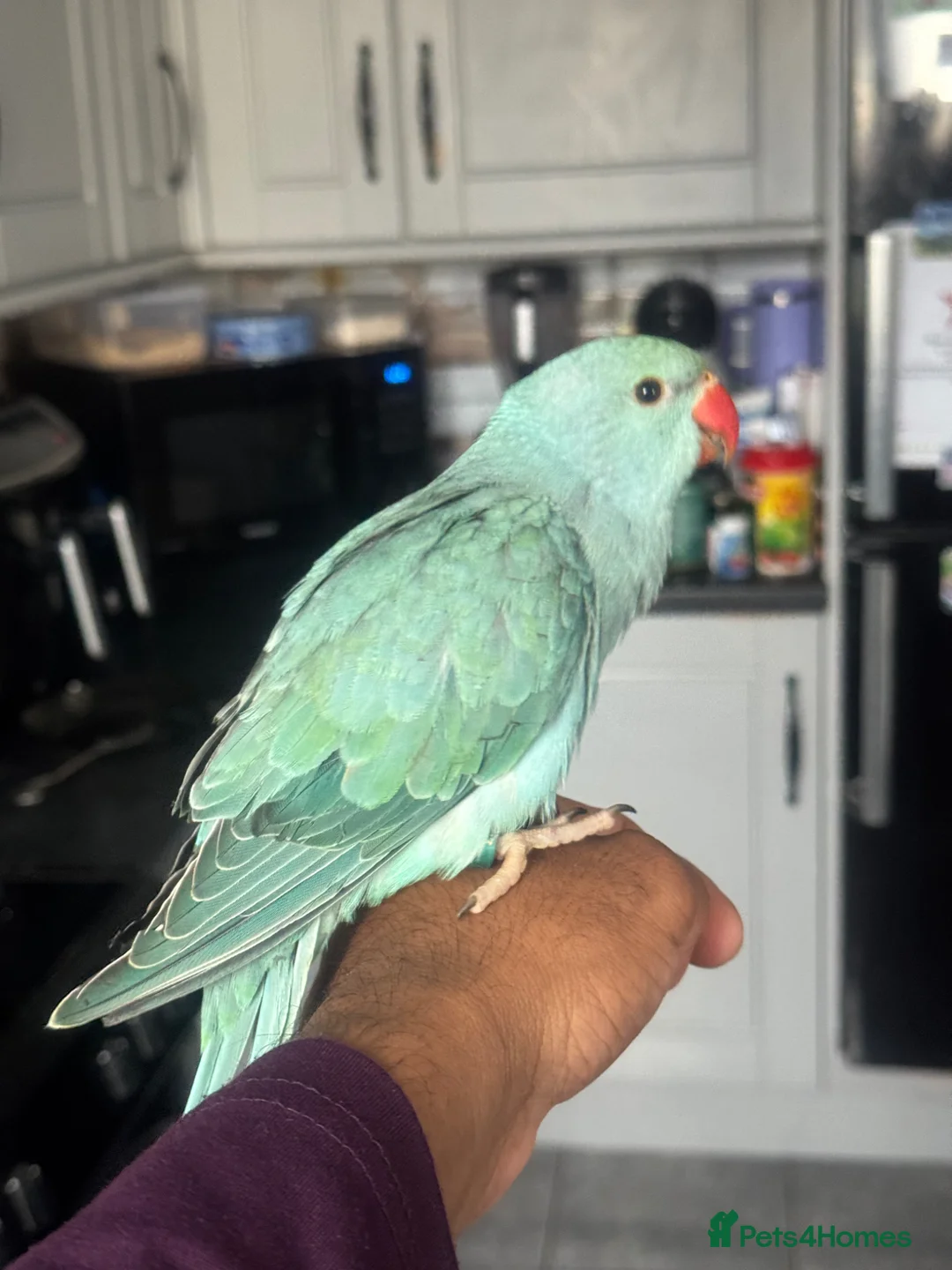 Parrots birds for sale: Handreared Indian Ringneck & Quaker Parrots in Whitby - Advert 1