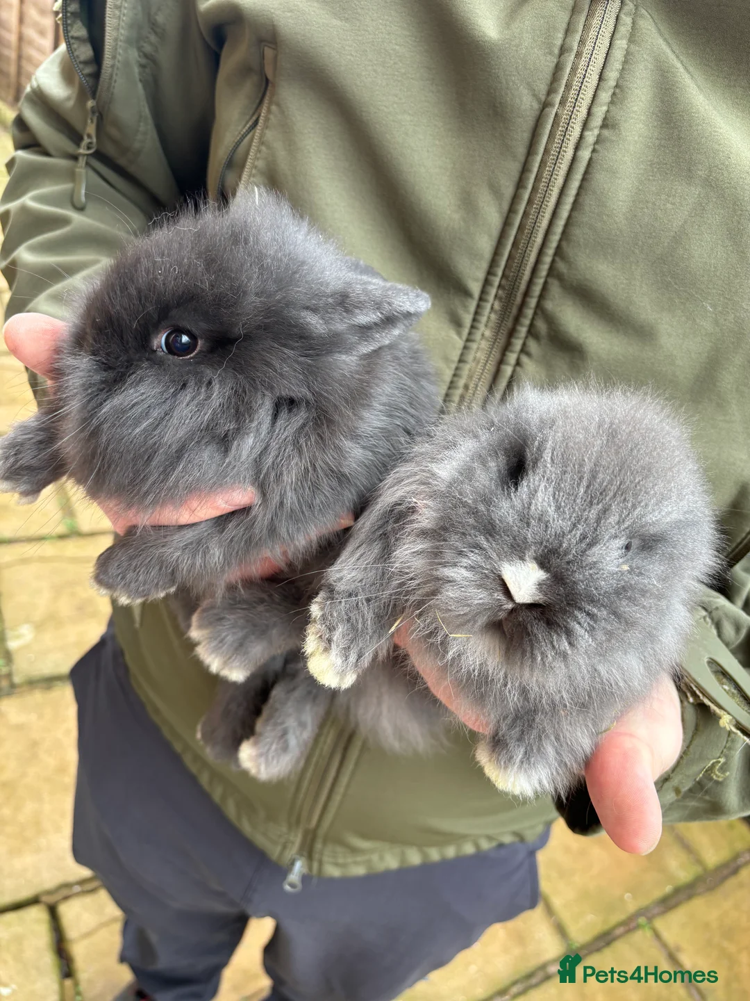 Lionhead rabbits for sale: Beautiful Lions head rabbits - Advert 2