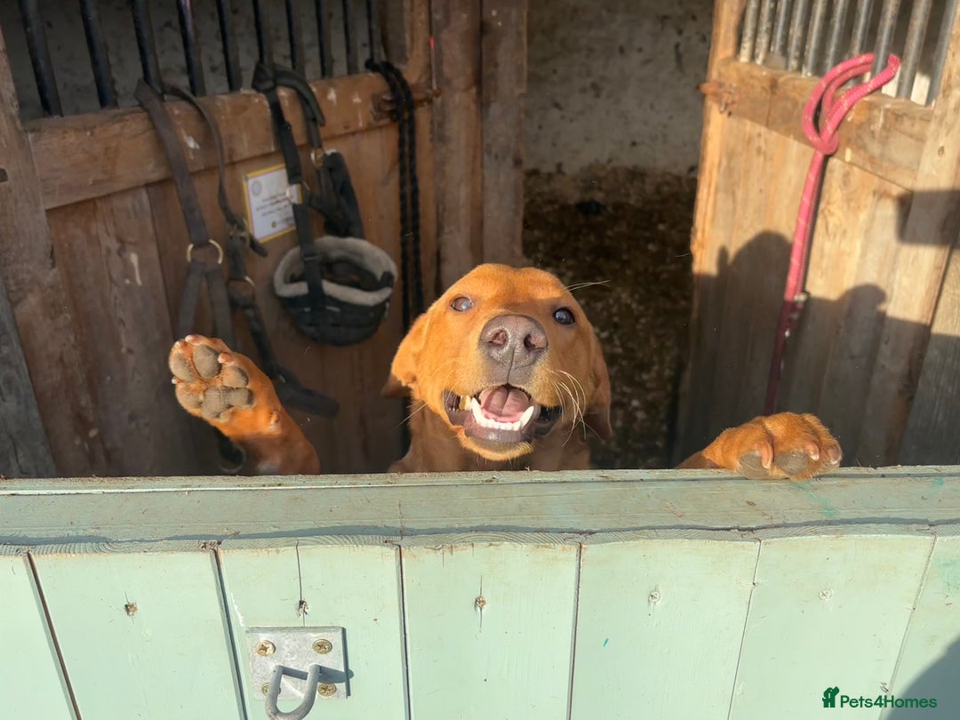 Labrador Retriever dogs for stud: Red Labrador Stud Dog - Image 8